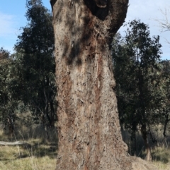 Eucalyptus melliodora at Goorooyarroo NR (ACT) - 20 May 2021