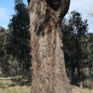 Eucalyptus melliodora at Goorooyarroo NR (ACT) - 20 May 2021