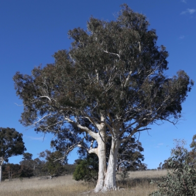 Eucalyptus rossii (Inland Scribbly Gum) at Throsby, ACT - 20 May 2021 by jb2602