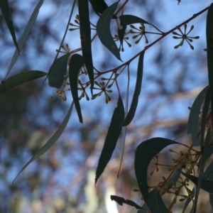 Eucalyptus rossii at Throsby, ACT - 20 May 2021