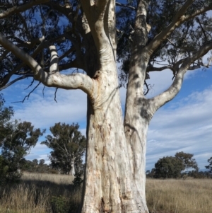 Eucalyptus rossii at Goorooyarroo NR (ACT) - 20 May 2021 01:33 PM