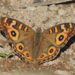 Junonia villida at Conder, ACT - 30 Mar 2021 05:26 PM