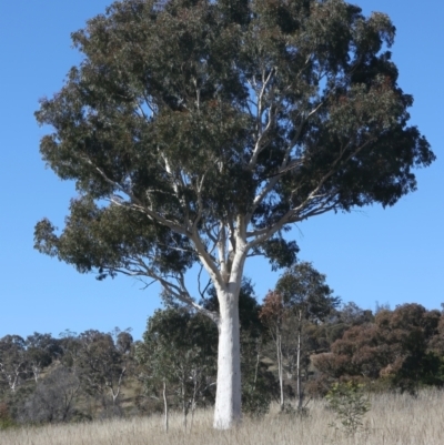 Eucalyptus mannifera (Brittle Gum) at Forde, ACT - 20 May 2021 by jb2602