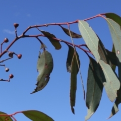 Eucalyptus mannifera at Goorooyarroo NR (ACT) - 20 May 2021