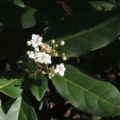 Viburnum tinus (Laurustinus) at Conder, ACT - 30 Mar 2021 by MichaelBedingfield