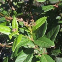 Viburnum tinus at Conder, ACT - 30 Mar 2021