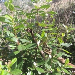 Viburnum tinus at Conder, ACT - 30 Mar 2021