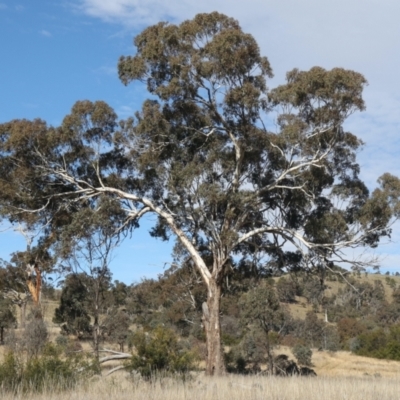 Eucalyptus melliodora (Yellow Box) at Goorooyarroo NR (ACT) - 20 May 2021 by jb2602