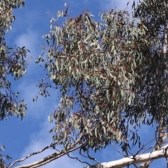 Eucalyptus melliodora at Goorooyarroo NR (ACT) - 20 May 2021 01:50 PM