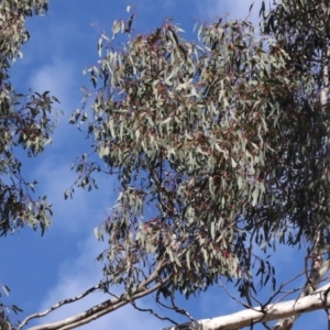 Eucalyptus melliodora at Forde, ACT - 20 May 2021