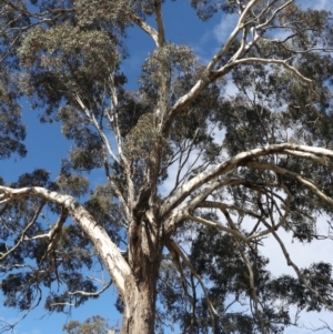 Eucalyptus melliodora at Forde, ACT - 20 May 2021