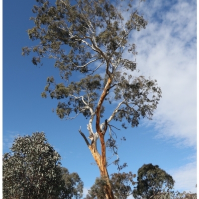 Eucalyptus melliodora (Yellow Box) at Goorooyarroo NR (ACT) - 20 May 2021 by jb2602