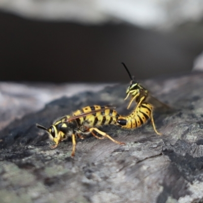 Vespula germanica (European wasp) at Aranda Bushland - 20 May 2021 by Tammy