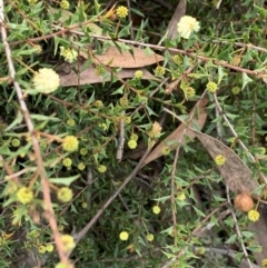 Acacia gunnii (Ploughshare Wattle) at Bruce, ACT - 18 May 2021 by Wendyp5