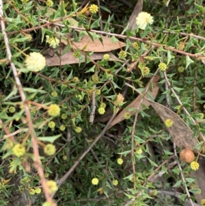 Acacia gunnii at Bruce, ACT - 18 May 2021