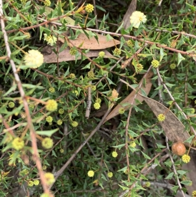 Acacia gunnii (Ploughshare Wattle) at Bruce, ACT - 18 May 2021 by Wendyp5