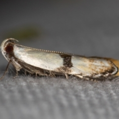 Ardozyga desmatra (A Gelechioid moth) at Melba, ACT - 27 Nov 2020 by Bron