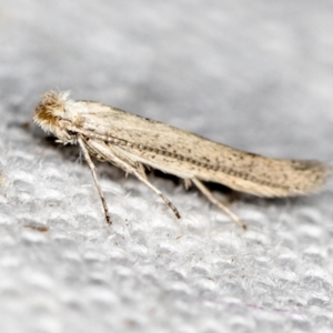 Tineidae (family) at Melba, ACT - 28 Nov 2020 12:10 AM