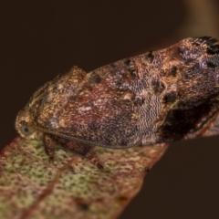 Hypertropha tortriciformis (A Gelechioid moth) at Melba, ACT - 27 Nov 2020 by Bron