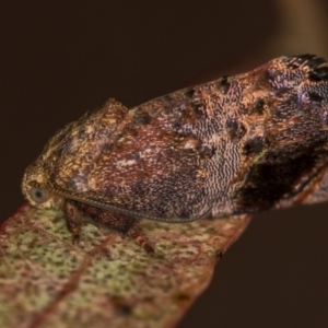 Hypertropha tortriciformis at Melba, ACT - 28 Nov 2020