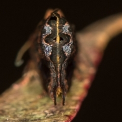 Hypertropha tortriciformis at Melba, ACT - 28 Nov 2020