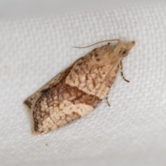Epiphyas postvittana (Light Brown Apple Moth) at Melba, ACT - 27 Nov 2020 by Bron