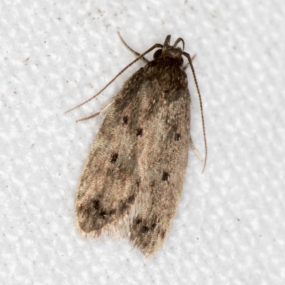 Oecophoridae (family) (Unidentified Oecophorid concealer moth) at Melba, ACT - 26 Nov 2020 by Bron