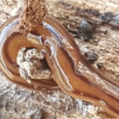 Anzoplana trilineata (A Flatworm) at Bruce Ridge - 21 May 2021 by trevorpreston