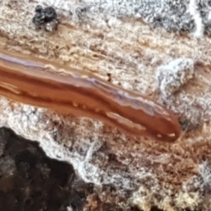 Anzoplana trilineata at O'Connor, ACT - 21 May 2021