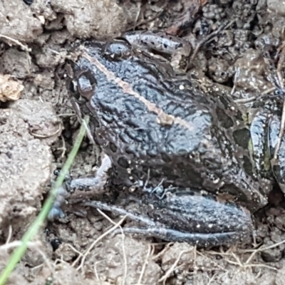 Limnodynastes tasmaniensis (Spotted Grass Frog) at O'Connor, ACT - 21 May 2021 by trevorpreston