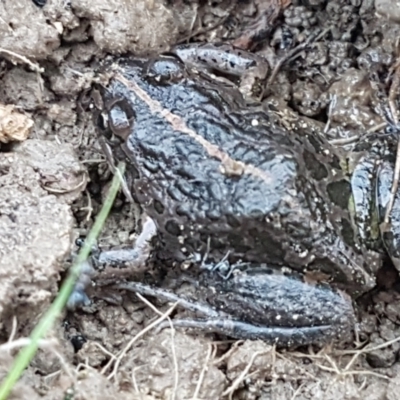 Limnodynastes tasmaniensis (Spotted Grass Frog) at O'Connor, ACT - 21 May 2021 by tpreston