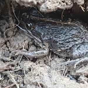 Limnodynastes tasmaniensis at O'Connor, ACT - 21 May 2021 02:26 PM