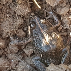 Limnodynastes tasmaniensis at O'Connor, ACT - 21 May 2021 02:26 PM