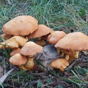 Gymnopilus junonius at O'Connor, ACT - 21 May 2021 08:04 AM