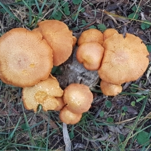 Gymnopilus junonius at O'Connor, ACT - 21 May 2021 08:04 AM