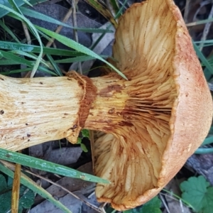 Gymnopilus junonius at O'Connor, ACT - 21 May 2021