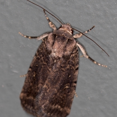 Proteuxoa provisional species 2 (A Noctuid moth) at Melba, ACT - 26 Nov 2020 by Bron