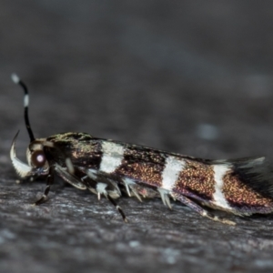 Limnaecia chionospila at Melba, ACT - 26 Nov 2020