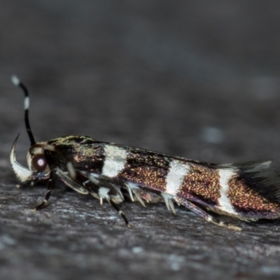 Limnaecia chionospila (Cosmopterigid) at Melba, ACT - 26 Nov 2020 by Bron