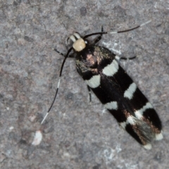 Limnaecia chionospila at Melba, ACT - 26 Nov 2020