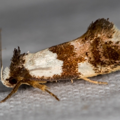 Placocosma resumptella (A Concealer moth) at Melba, ACT - 26 Nov 2020 by Bron