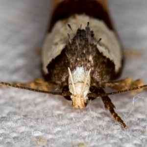 Placocosma resumptella at Melba, ACT - 26 Nov 2020