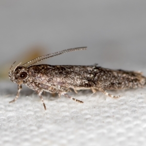 Blastobasis (genus) at Melba, ACT - 26 Nov 2020 10:40 PM