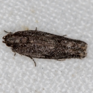 Blastobasis (genus) at Melba, ACT - 26 Nov 2020