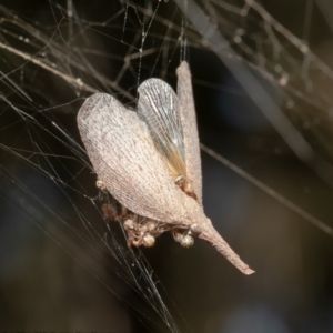 Rentinus dilatatus at Downer, ACT - 21 May 2021