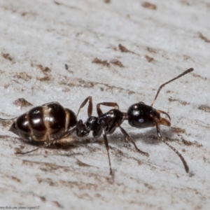 Myrmecorhynchus emeryi at Downer, ACT - 21 May 2021 11:29 AM