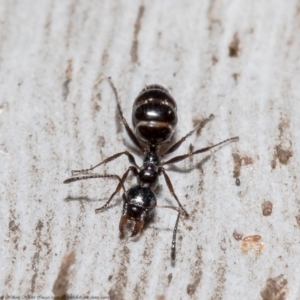 Myrmecorhynchus emeryi at Downer, ACT - 21 May 2021 11:29 AM