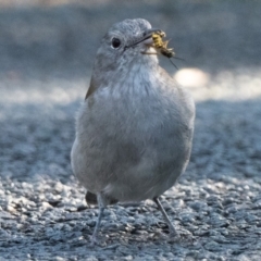 Colluricincla harmonica (Grey Shrikethrush) at Paddys River, ACT - 21 May 2021 by patrickcox