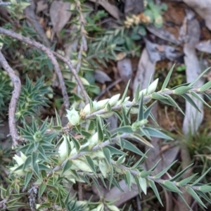 Melichrus urceolatus at Downer, ACT - 21 May 2021