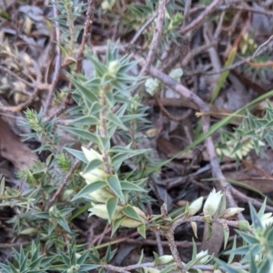 Melichrus urceolatus at Downer, ACT - 21 May 2021